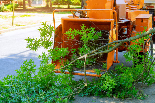 Best Stump Grinding and Removal  in Spencerville, OH